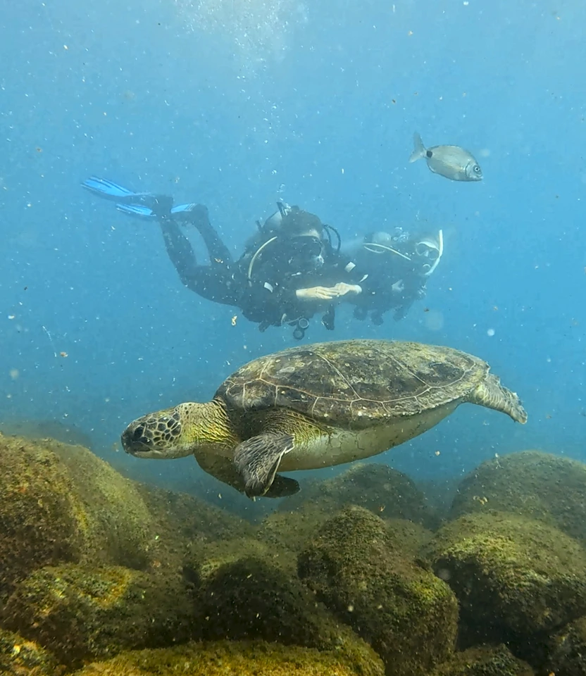 Tartaruga-marinha nadando próxima a mergulhadores com equipamento autônomo durante mergulho em Florianópolis.